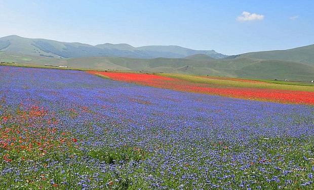 Espetáculo da natureza: Os tapetes floridos de Castelluccio di Norcia