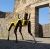 Spot, o robô-cachorro que fiscaliza Pompeia