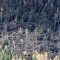 11 milhões de hectares de floresta em risco na Itália