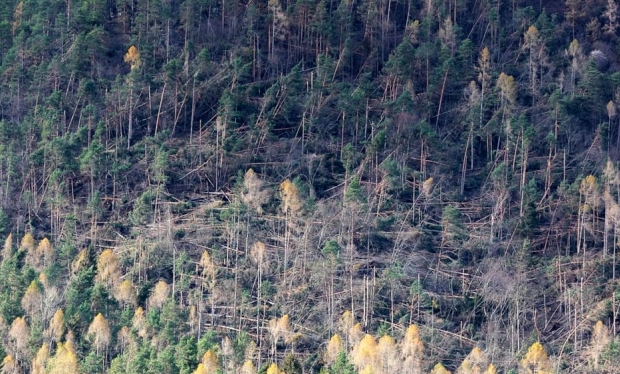 11 milhões de hectares de floresta em risco na Itália