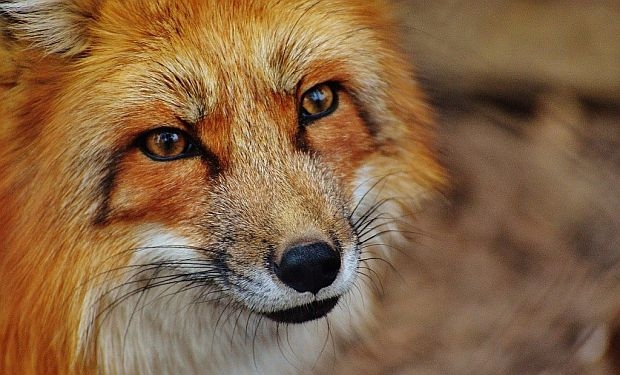 Sobrenomes italianos inspirados em animais
